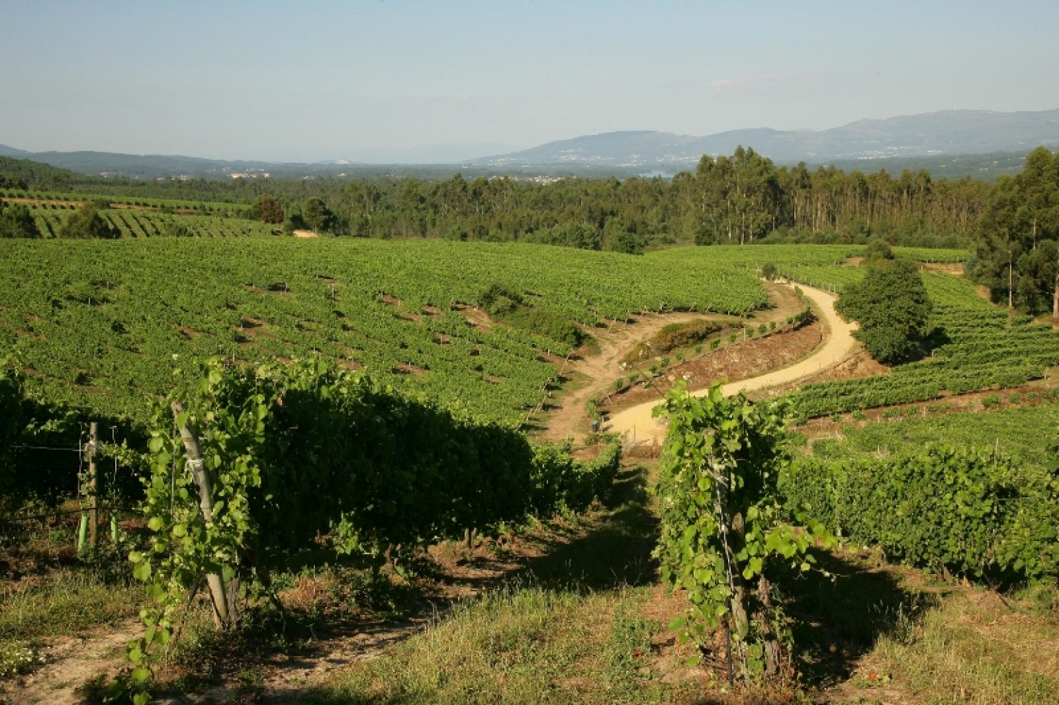 Terras Gauda mejorará la eficiencia y sostenibilidad del viñedo participando en un proyecto europeo de robótica